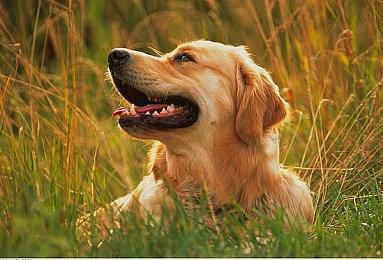 粉丝自制《生化2＆3＆7》《怪物猎人：崛起》VR Mod